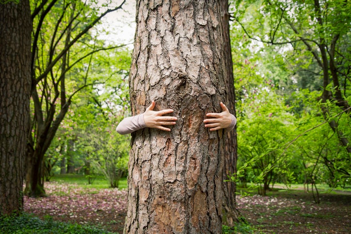 Unas manos abrazando un árbol