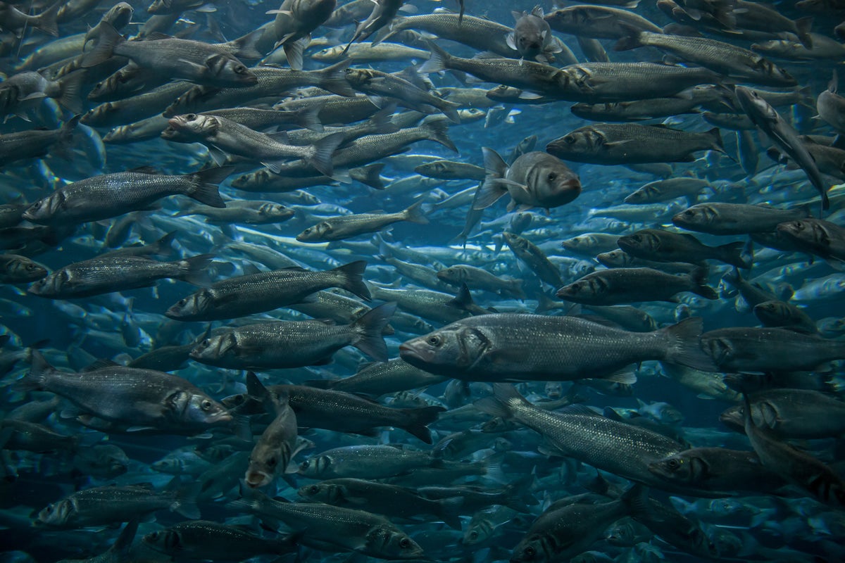 Océano donde están nadando gran cantidad de peces
